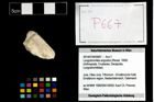 Foto (Objekt + Etikett) von Longodromites angustus (Reuss, 1858)  (NHMW-GEO-2014-0194-0667)